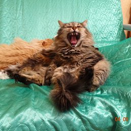 ���� Allo4ka, ������, 58 ��� - ��������� 4 �������� 2012