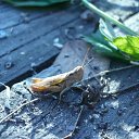  , -, 40  -  16  2011     