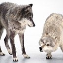 ���� Ghost_dog(�������), �����������, 44 ���� - ��������� 21 ������� 2012 � ������ ���� ����������