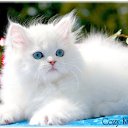 ���� &bull;~&deg;&deg; ������ &deg;&deg;~&bull;, �������� - ��������� 13 ������� 2012 � ������ ���������� ....�