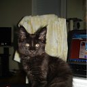 ���� �������, ���������, 49 ��� - ��������� 4 ����� 2011 � ������ �Magnificent�