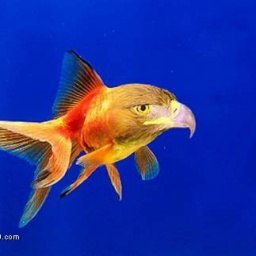 ��� ���, ���������, 50 ���