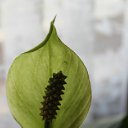 ���� �����, �����, 60 ��� - ��������� 21 ��� 2012 � ������ ������ �����