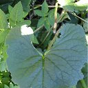  Lakostia, , 45  -  2  2011   (( !!    !! ))