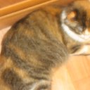 ���� ������, ����, 28 ��� - ��������� 3 ������ 2010 � ������ �PetLove�