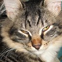 �������. �� ������� �RoadKing�