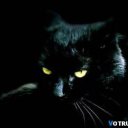  , , 38  -  4  2011   PetLove