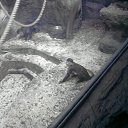 ���� ������, ���������, 23 ���� - ��������� 8 ��� 2012 � ������ ���� ����������