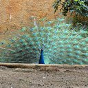 ���� ������, ������������, 70 ��� - ��������� 3 ���� 2012 � ������ ������-�������� (�������)�