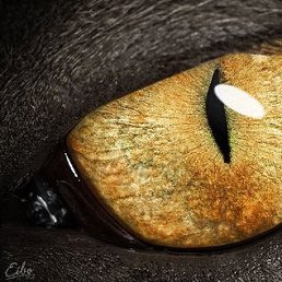 �ak, ������, 59 ���