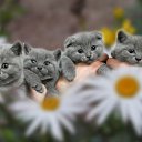  ,  , 23  -  13  2011   