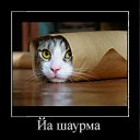 ���� ����, �������, 41 ��� - ��������� 30 ���� 2012