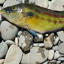 �������� �� ������� �������� �� ����