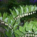 ���� ����@, ��������, 62 ���� - ��������� 29 ��� 2010 � ������ ��������� �������