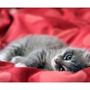 ���� Lana, ������, 37 ��� - ��������� 19 ������ 2010