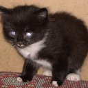 ���� ���������, ������ ��������, 46 ��� - ��������� 28 ������ 2009 � ������ ���� ��������: ������ � �����