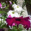  Zima,  -  9  2012      2