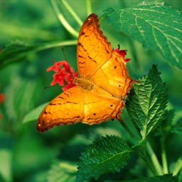 ���� Afanasiy, ������, 84 ���� - ��������� 22 ���� 2010