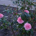  , - -  9  2010      ( )