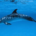 ���� Ava, ���������, 53 ���� - ��������� 2 ������ 2013 � ������ ���� ����������