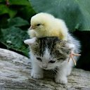 ���� ����, �������� - ��������� 3 ��� 2010 � ������ ��������� ��������