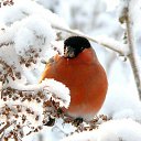 ���� ����, ������������ - ��������� 28 ������ 2011 � ������ �Avataria�