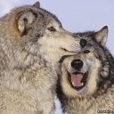 ���� Kisa, ��������������, 42 ���� - ��������� 26 ������ 2011 � ������ �������