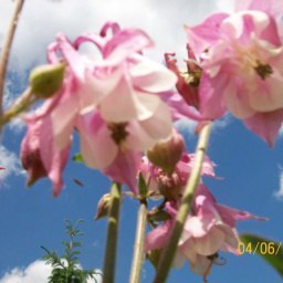 ��������� �������, ����, 49 ���