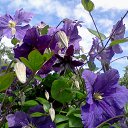 ���� �������� ��������, �����-��������, 51 ��� - ��������� 18 ������ 2013 � ������ ��Ψ ������Ż