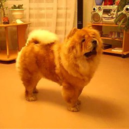 ����, ���������� �����, 53 ����