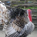 ���� ����� - ���������� ��������!!!, �����������, 56 ��� - ��������� 26 ������ 2009 � ������ �������