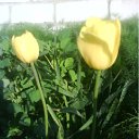  ˸, , 54  -  9  2011   PetLove
