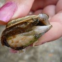 ���� ������, ��������, 41 ��� - ��������� 13 ������� 2010 � ������ �������