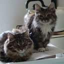 ���� � ����. �������� 2008 �� ������� ���������� (����)�