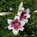 ���� Toryst, �����-���������, 53 ���� - ��������� 18 ����� 2010 � ������ ������������