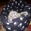  , , 62  -  23  2010      (-)   