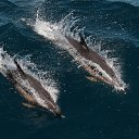 ���� �����, �����������, 67 ��� - ��������� 26 ������� 2012 � ������ ����������� �����