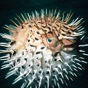 ���� Svetlana, ������, 59 ��� - ��������� 29 ����� 2011 � ������ ���������� ��� ���������� �����