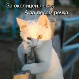 �������, ������������, 54 ����