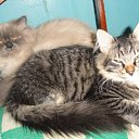 ��� ����.������� � ����. �� ������� �RoadKing�