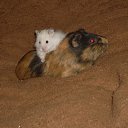 ���� Kalisha, ���������, 45 ��� - ��������� 12 ������ 2010