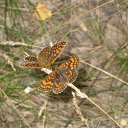 ���� ��������, ��������, 57 ��� - ��������� 21 �������� 2011