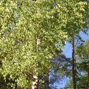 ���� Dimarik 7475, ������, 50 ��� - ��������� 6 ������ 2010 � ������ �PetLove�