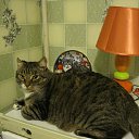 ���� ����, �����, 62 ���� - ��������� 26 ������ 2011 � ������ ���� �������ۻ