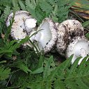 ���� �����, ������, 39 ��� - ��������� 11 �������� 2009 � ������ �� ���������� ��������...�