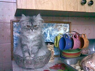 ������ ����� ��� ����