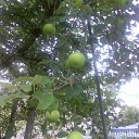 ���� Rina, �������, 39 ��� - ��������� 26 ������ 2010 � ������ ��������