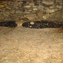 ���� ������, ������, 42 ���� - ��������� 29 ������� 2011 � ������ �������