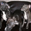 ���� �������, ����������, 38 ��� - ��������� 23 ������� 2011 � ������ ���� ����������