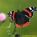 ���� ����. ��������� �� ��!, ������, 72 ���� - ��������� 7 ��� 2011 � ������ ��������